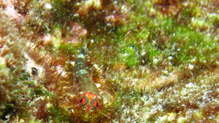 Blennies (14) - copia_19